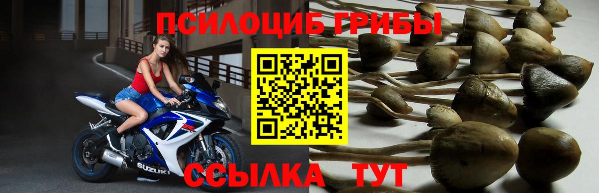 Галлюциногенные грибы ЛСД  Вход с VPN  Аргун  Псилоцибиновые грибы Psilocybe 